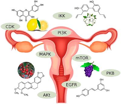 Natural Kinase Inhibitors for the Treatment and Management of Endometrial/Uterine Cancer: Preclinical to Clinical Studies